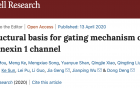 我院邓东团队在Cell Research发表论文揭示
人源Pannexin 1（PANX1）通道蛋白的分子门控机制
